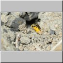 Lasioglossum pauxillum - Furchenbiene w02a 5mm - OS-Hasbergen-Lehmhuegel det.jpg